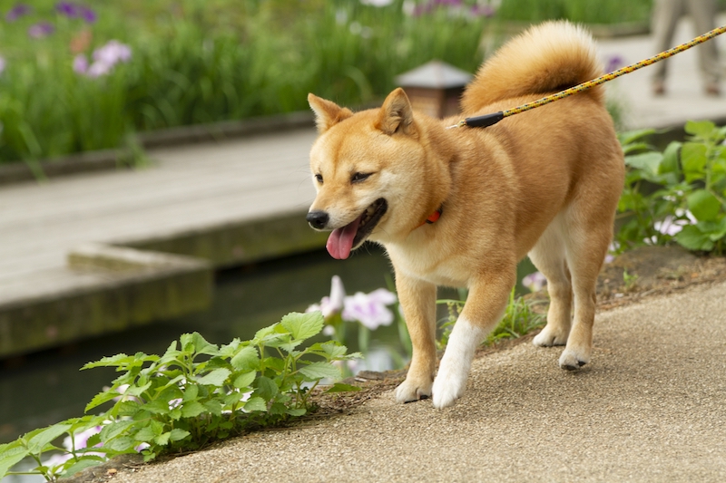 芝犬などの日本犬種に◎な食材とは？（Ph／PhotoAC）