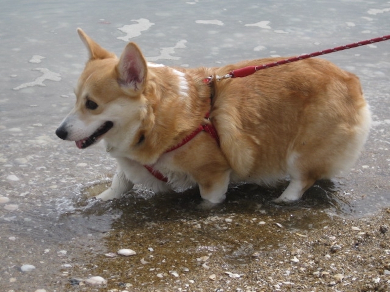 海辺にいるコーギー