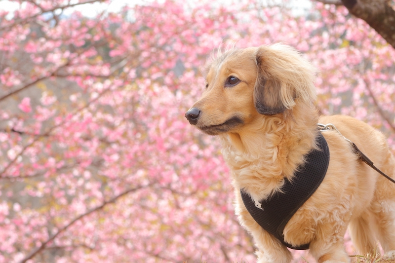 桜とダックスフント