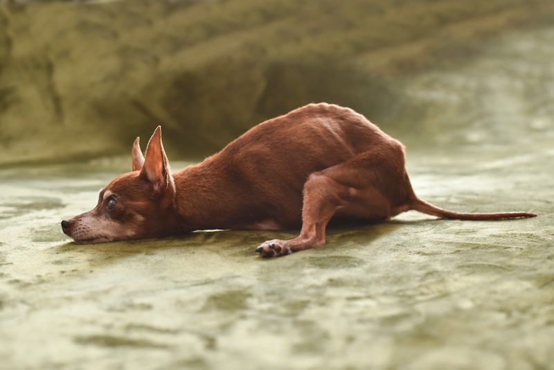 痩せている犬