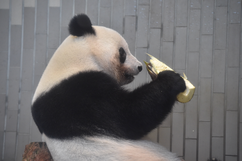 たけのこを食べるジャイアントパンダ