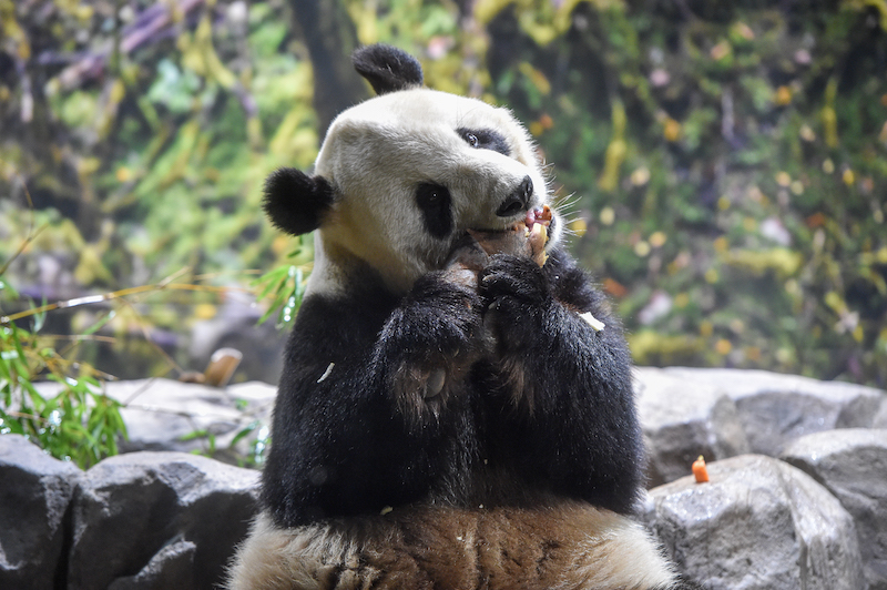 たけのこを食べるジャイアントパンダ