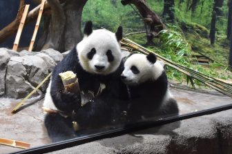 双子パンダが春の味覚・たけのこに興味津々！ママが食べているのを見て食べたくなった？