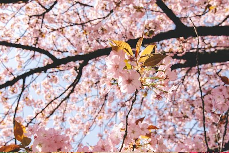 桜の花