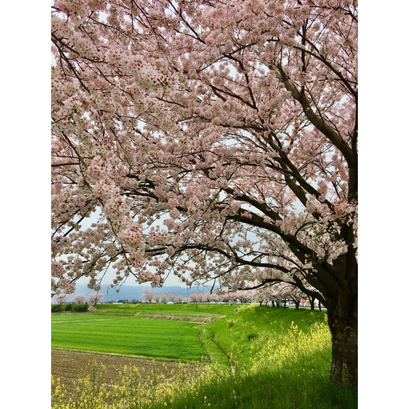 桜