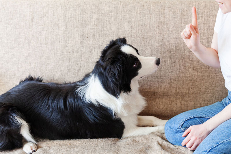 犬に認識を改めさせることが大切（Ph／AFLO）