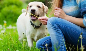 トップ 愛玩犬 女 牝 首輪