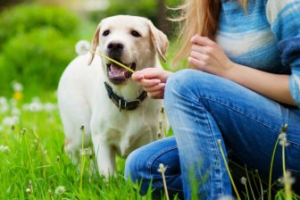 飼いやすい犬種ってあるの？「メスはおっとり」など俗説やウワサに獣医師が回答