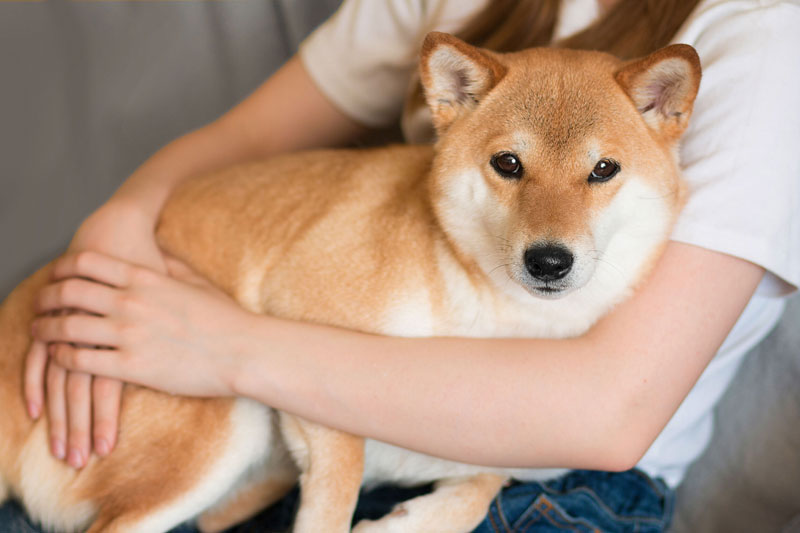 愛犬のストレスを軽減させよう（Ph／AFLO）