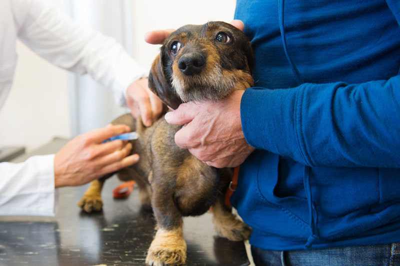 愛犬の意識を注射や背中からそらして（Ph／AFLO）