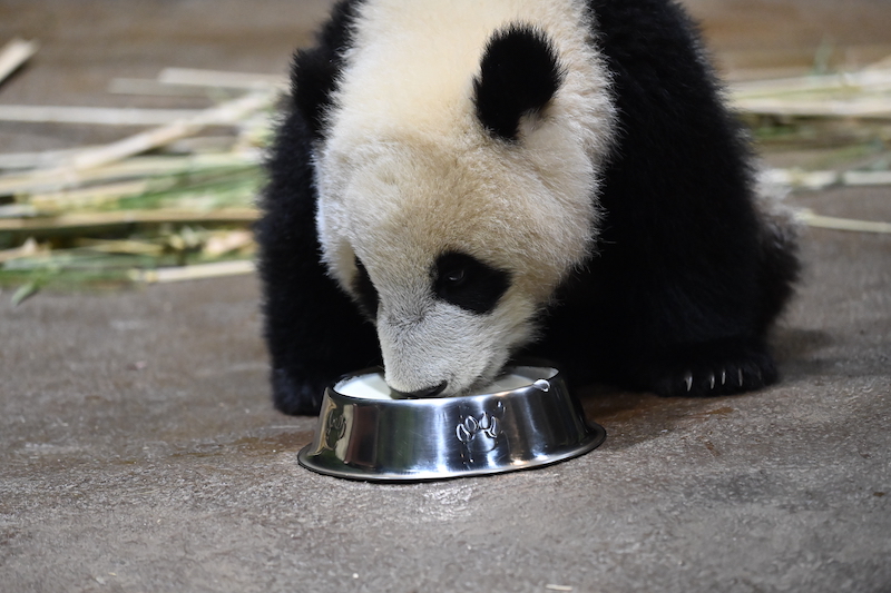 ミルクを飲むジャイアントパンダ