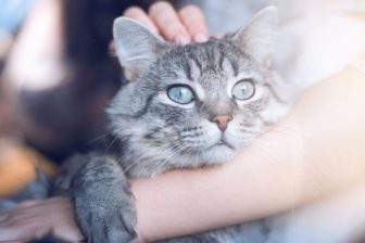 猫が急に吐いてしまったとき、考えられる原因と飼い主が取るべき行動は？