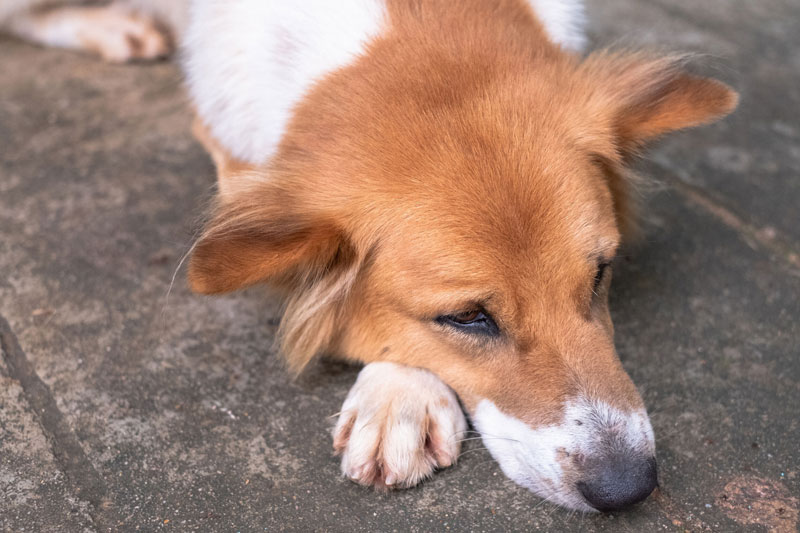 汗をかきにくい分、犬は呼吸で放熱（Ph／AFLO）