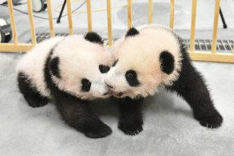 上野動物園の双子パンダが1歳に！誕生時の「ピンク色」の姿から、木登り、”ごくごくシーン”まで成…