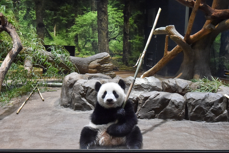 竹で遊ぶレイレイ（Ph／（公財）東京動物園協会）