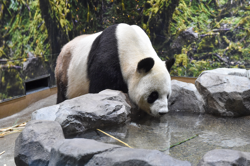 水を飲むジャイアントパンダ