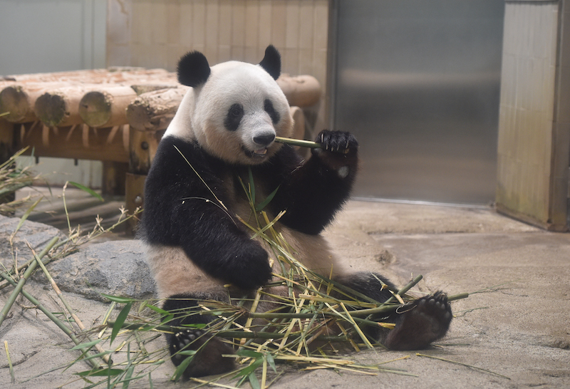 竹を食べるシャンシャン（Ph／（公財）東京動物園協会）