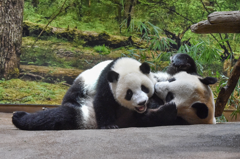 じゃれるシャオシャオ（右）とシンシン（左）（Ph／（公財）東京動物園協会）