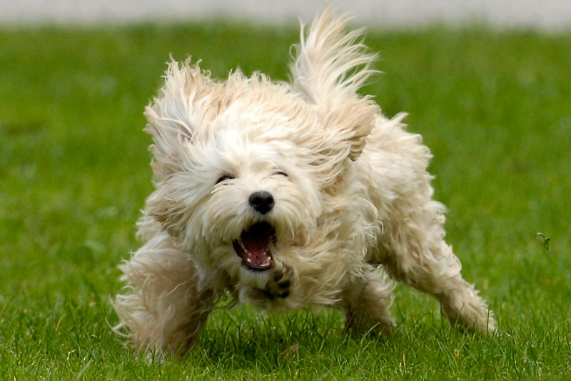 犬の吠えグセを解決するには？（Ph／イメージマート）