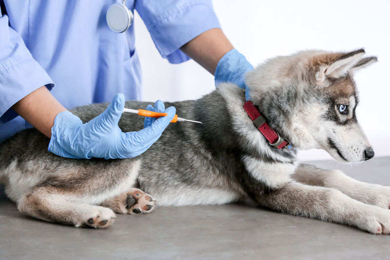 マイクロチップを挿入される犬