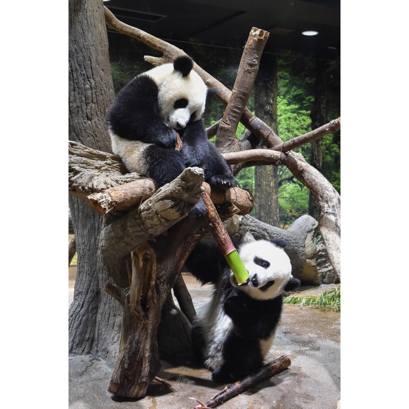 大きなたけのこをかじる双子パンダ（Ph／（公財）東京動物園協会）