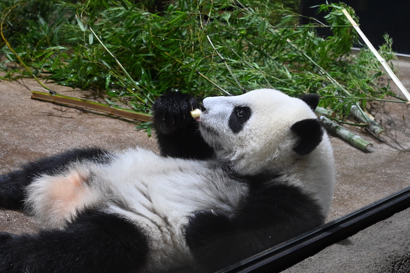 りんごを食べるシャオシャオ（Ph／（公財）東京動物園協会）