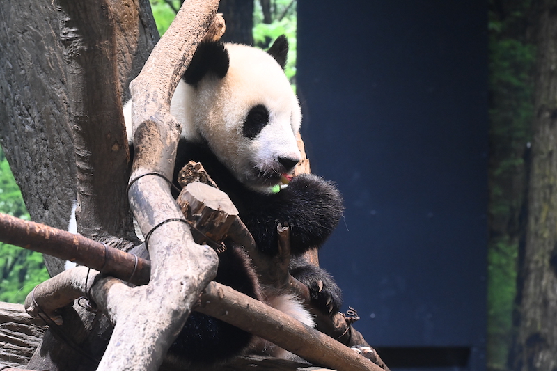 木の上でりんごを食べる子パンダ