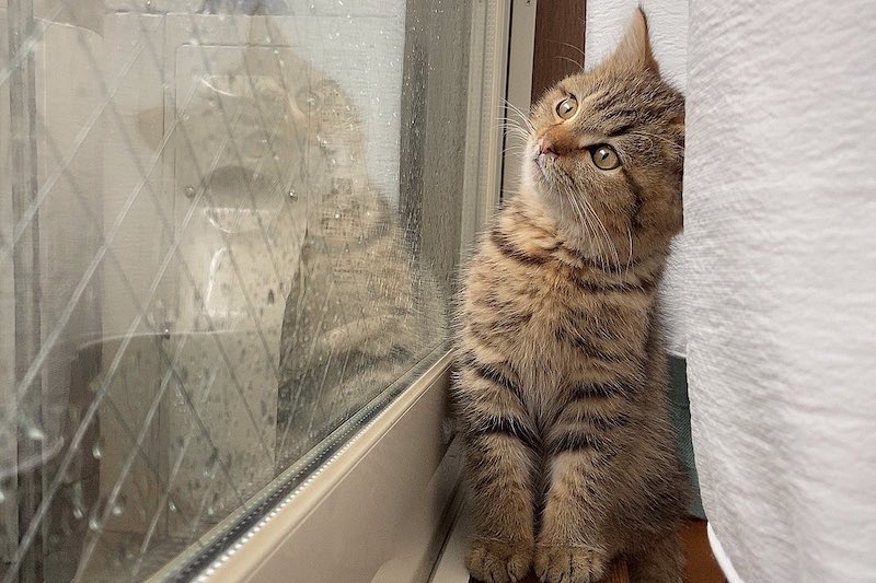 雨ってフシギ」でバズった！“パヤ毛”のにゃんこ「どんぐり」のキュート