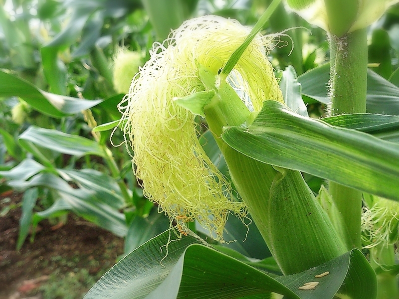 ひげが乾燥しておらず、茶色になっているものがおすすめ（Ph／photoAC）