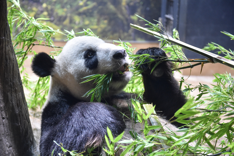 笹を食べるリーリー（Ph／（公財）東京動物園協会）