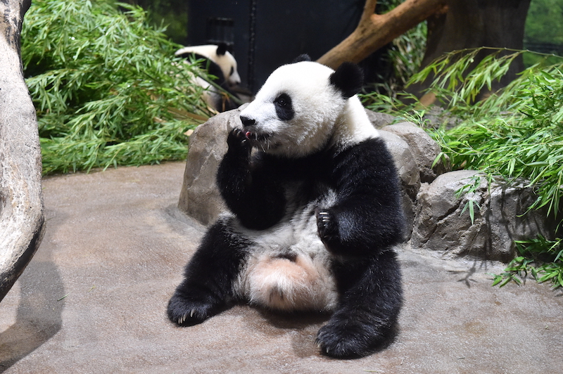 リンゴを食べる子パンダ