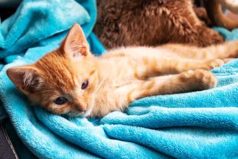 猫の皮膚病で飼い主が気を付けるべきこと　予防にはシャンプーよりも病気の原因のブロックが肝心