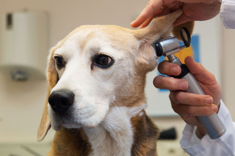 耳をチェックされる犬