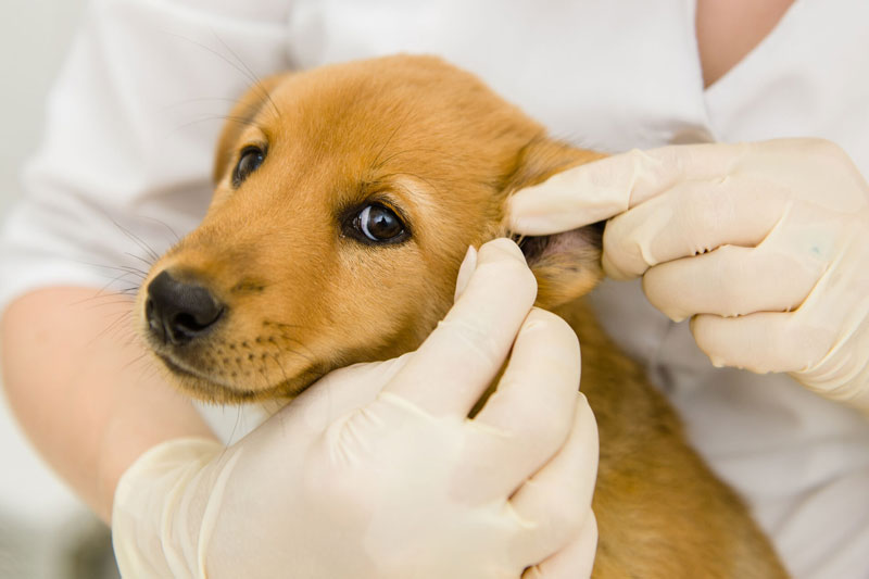 耳をチェックされる犬