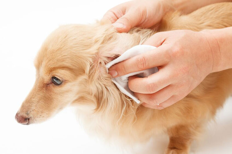 耳をチェックされる犬