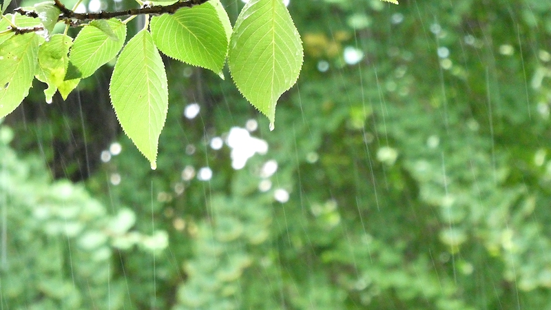 青葉に降る雨