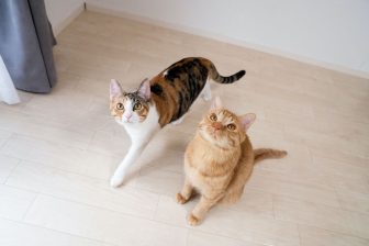 フォロワーも”親バカ化”!?　話題の保護猫「つなまよ」の自然体な姿が愛しすぎる！