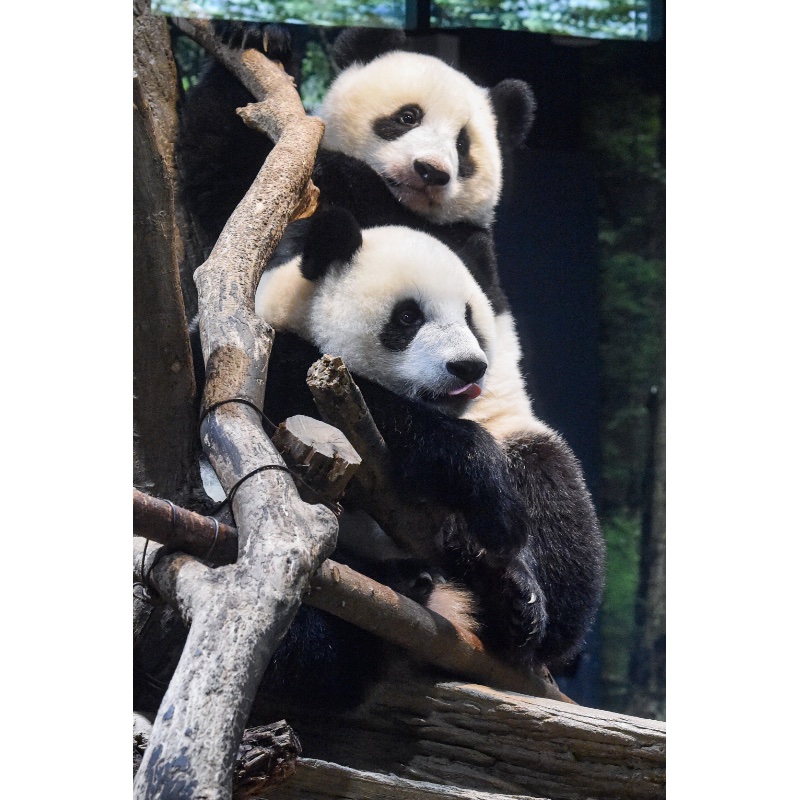 木の上でじゃれるシャオシャオ（手前）、レイレイ（奥）（Ph／（公財）東京動物園協会）