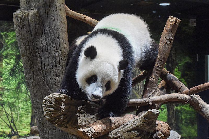 木登りをしているシャオシャオ（Ph／（公財）東京動物園協会）