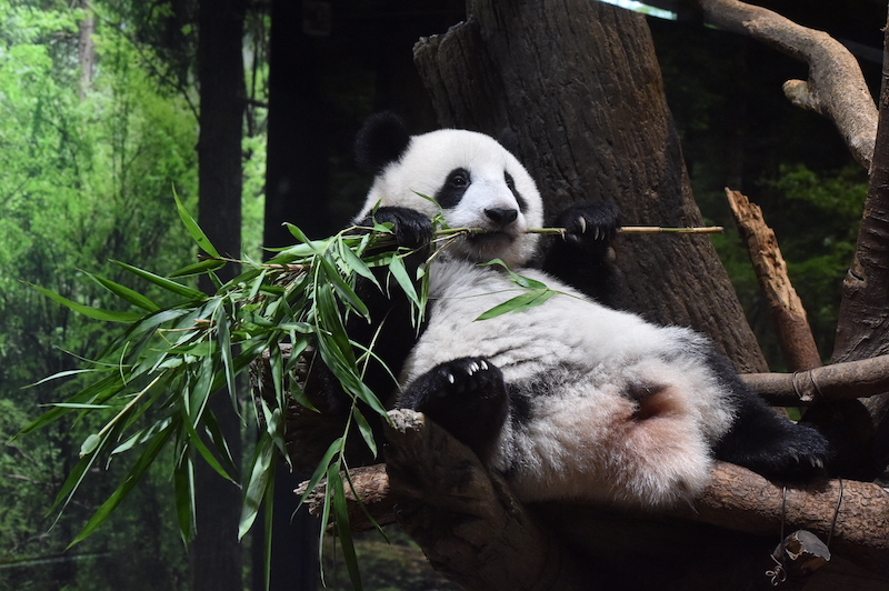 笹の枝をかじるレイレイ（Ph／（公財）東京動物園協会）