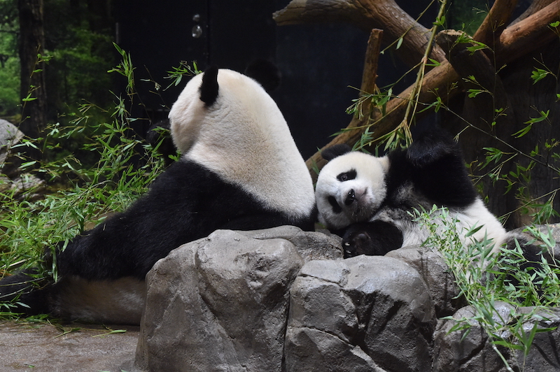 食事中のシンシンにじゃれつくレイレイ（Ph／（公財）東京動物園協会）