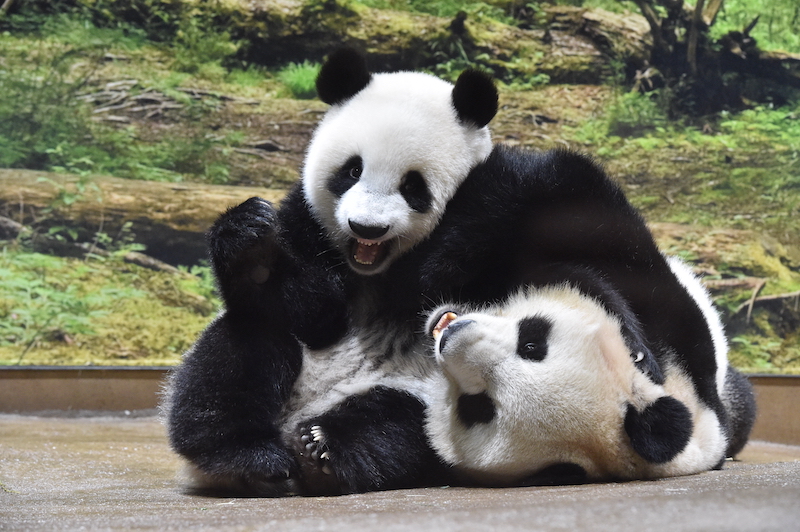 シンシンの上にのってじゃれているシャオシャオ（Ph／（公財）東京動物園協会）