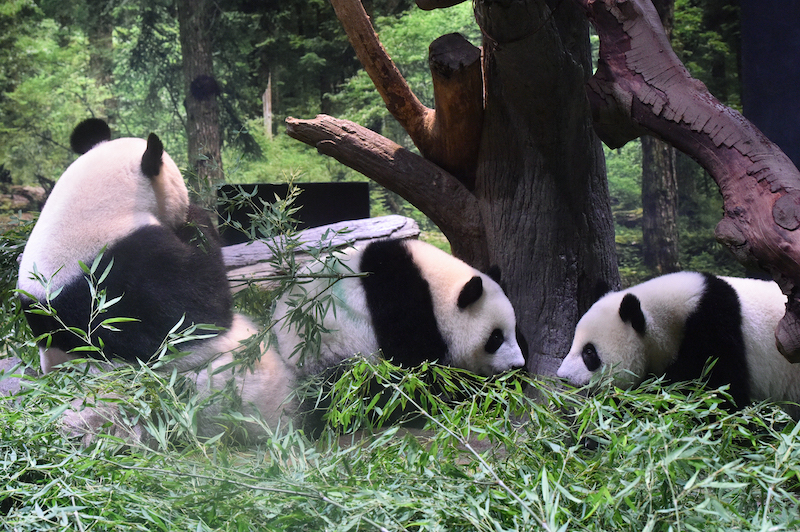 左から、母パンダのシンシン、シャオシャオ（オス）、レイレイ（メス）（Ph／（公財）東京動物園協会）