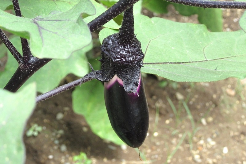 ナスは夜の間に育つ野菜（Ph／photoAC）