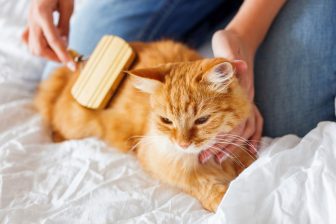 猫の皮膚病予防や毛玉対策に有効なブラッシング　獣医師が教えるコツや注意点