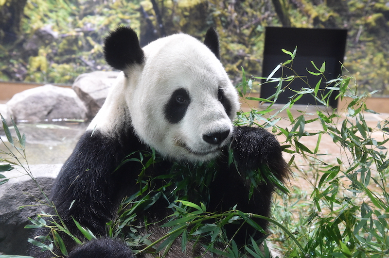 笹を食べるパンダ