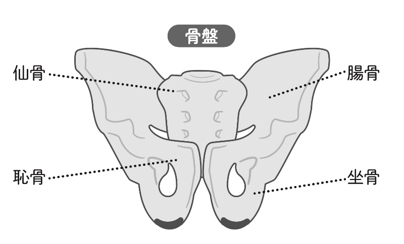 坐骨の解説イラスト