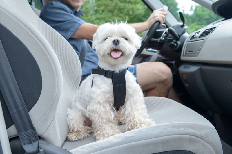 車に乗る犬