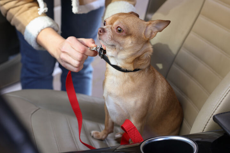 車に乗る犬