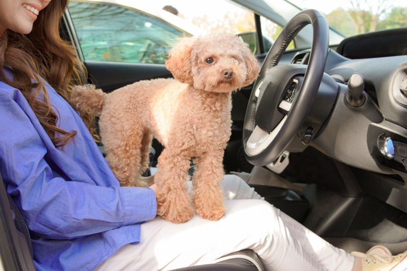 車に乗る犬